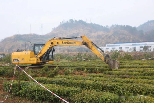 夷陵區中國精制茶出口基地清表工作告捷，功能性茶飲料研制邁向新階段